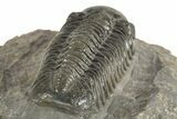 Prone Austerops Trilobite - Ofaten, Morocco #323590-3